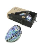 Premium paua shell with gift box